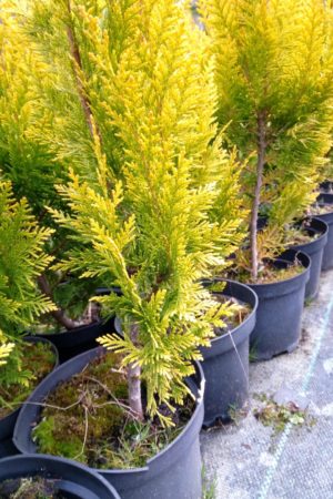cyprysik Lawsona 'Ivonne'