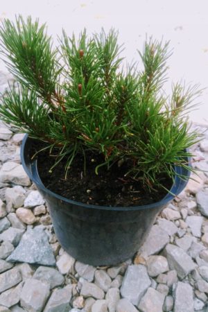 Kosodrzewina pinus mugo pumilio