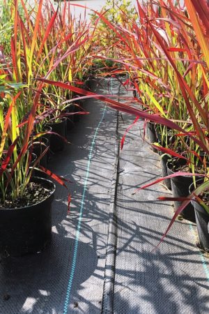 Imperata cylindryczna Red Baron