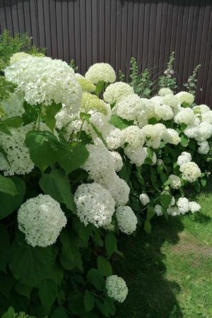 Hortensja Annabelle