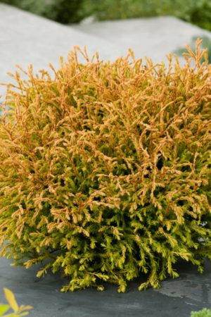 Thuja Golden Tuffet