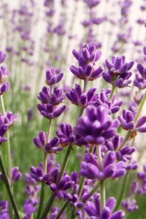 Lawenda mrozoodporna SADZONKA S 0,5l Hidcote Blue