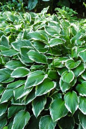 Funkia Hosta falista Albomarginata