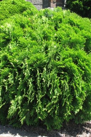 Thuja tuja Danica