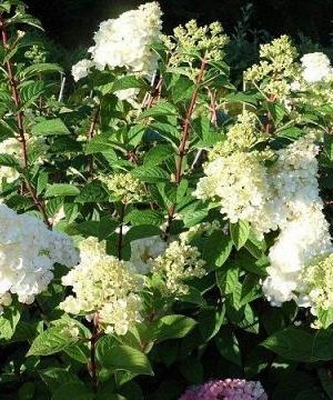 Hortensja bukietowa limonkowa w doniczce 0,5l