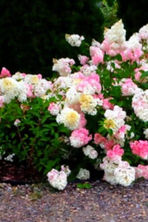 Hortensja bukietowa  P9 HO1 Różowa VANILLE FRAISE