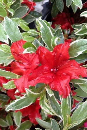 Azalia Hot Shot Variegata 2l