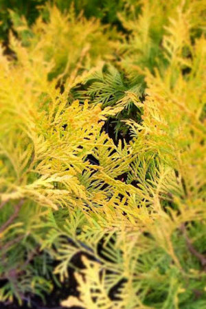 TUJA THUJA GOLDEN GLOBE