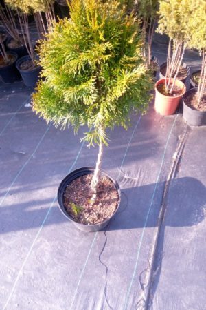 Tuja Thuja Smaragd formowana