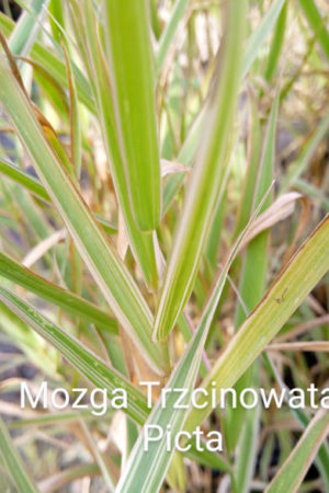 Mozga trzciniowata picta