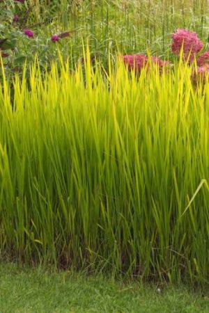 Imperata cylindryczna Zielona