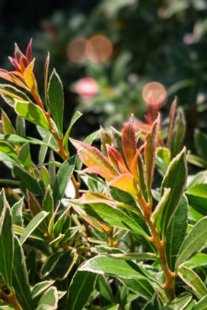 Pieris japoński 'Carnaval'