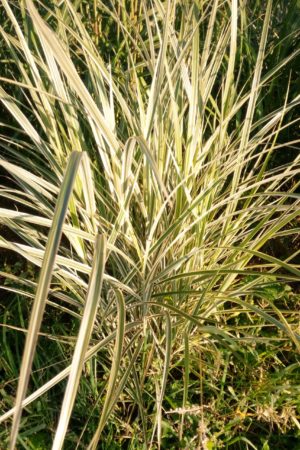 MISKANT VARIEGATUS