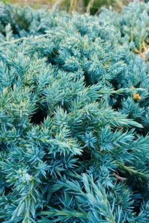 Jałowiec Blue Carpet
