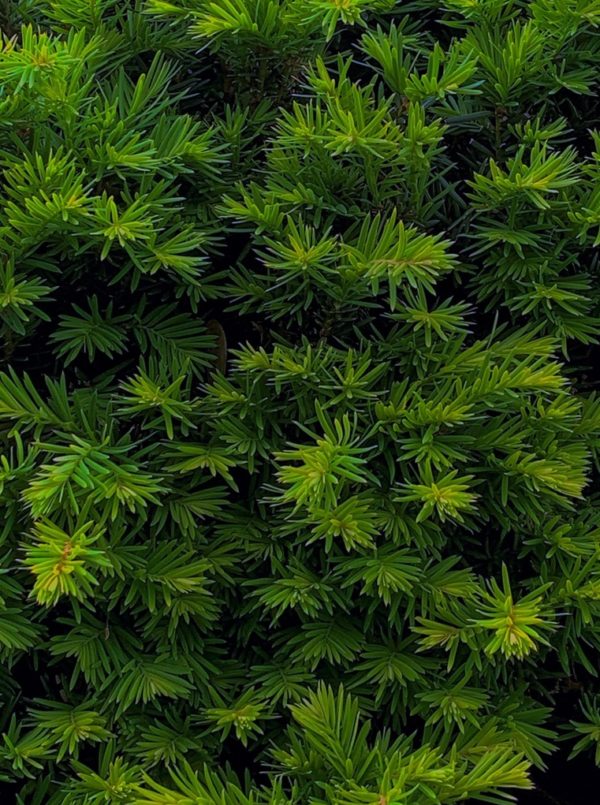 cis pośredni 'Hicksii'