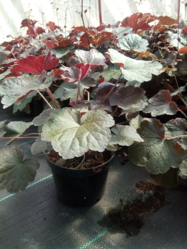 żurawka '’PALACE PURPLE’' - obrazek 4