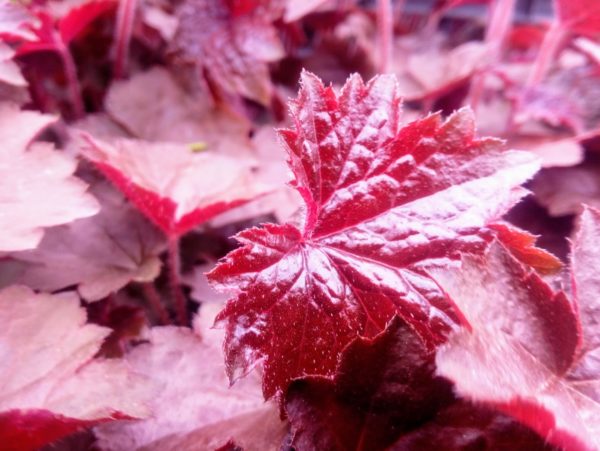 żurawka '’PALACE PURPLE’'