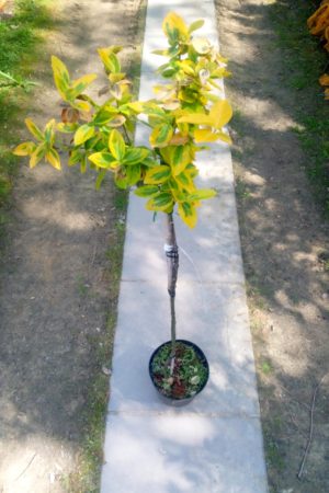 Trzmielina na pniu 100-120 cm wysokości