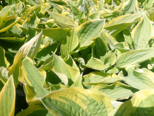 Hosta crispula funkia kędzierzawa - obrazek 2