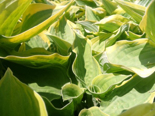 Hosta crispula funkia kędzierzawa - obrazek 4