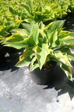 Hosta crispula funkia kędzierzawa