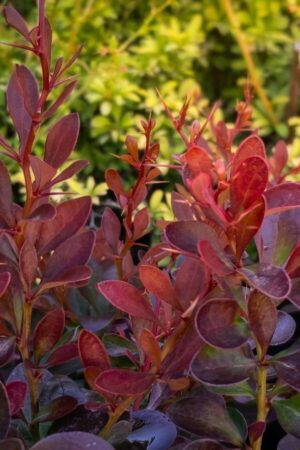 Berberys ATROPURPUREA NANA