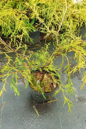 cyprysik groszkowy 'Filifera Aurea'