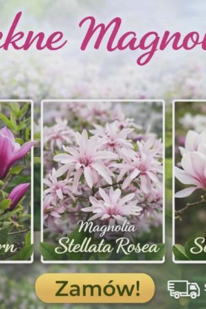 Magnolie w odmianach