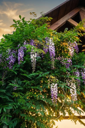 Glicynia kwiecista Wisteria floribunda 