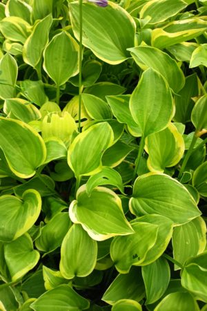 Funkia Hosta Golden Tiara