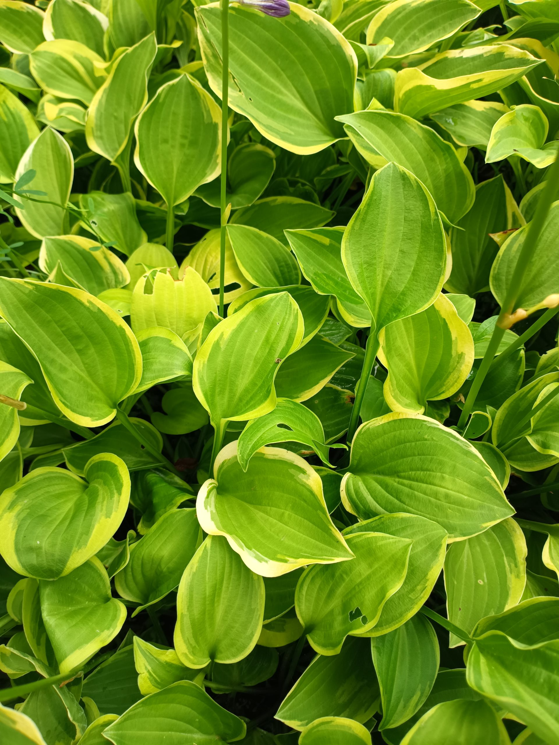 Funkia Hosta Golden Tiara