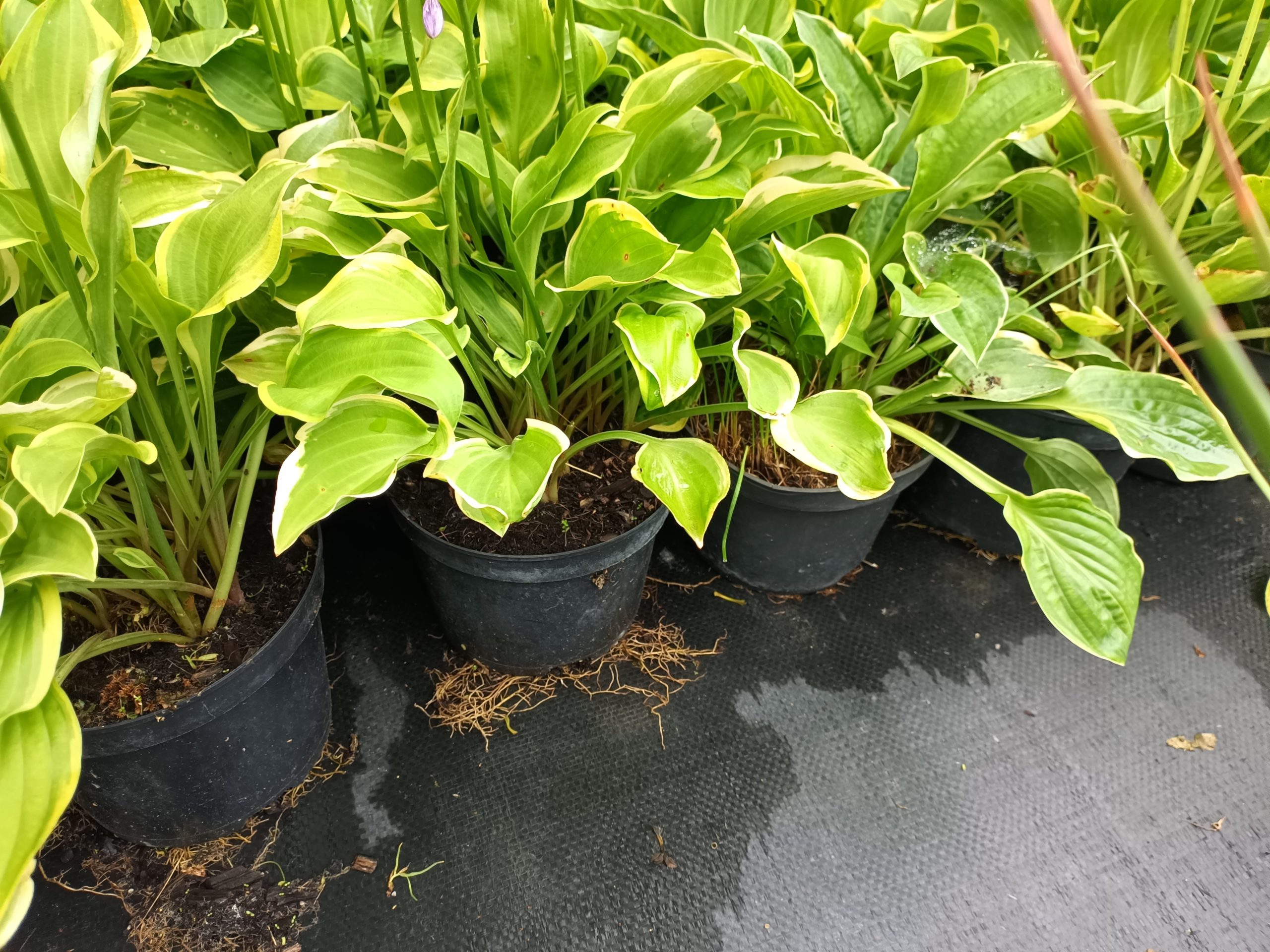 Funkia Hosta Golden Tiara - obrazek 3